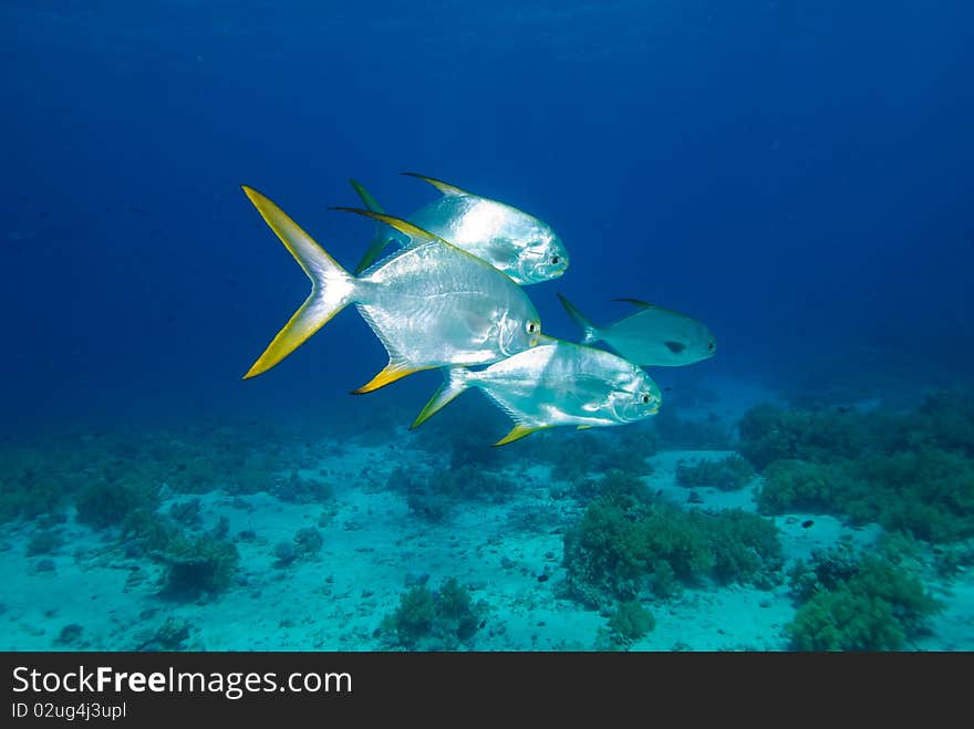 School of  Silver tropical fish swimming over coral reef. School of  Silver tropical fish swimming over coral reef