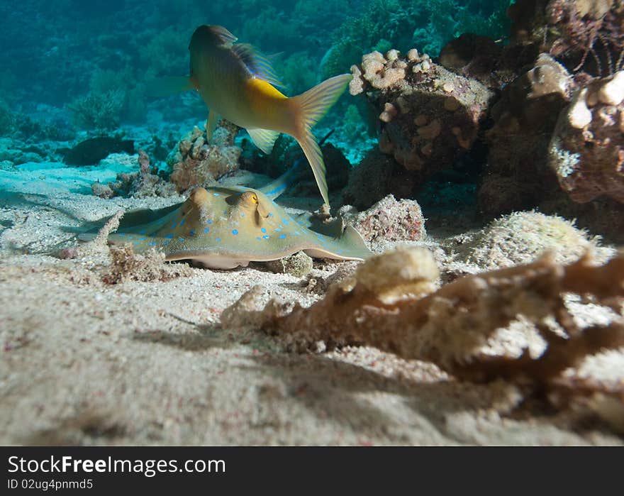 Bluespotted stingray (Taeniura lymma)