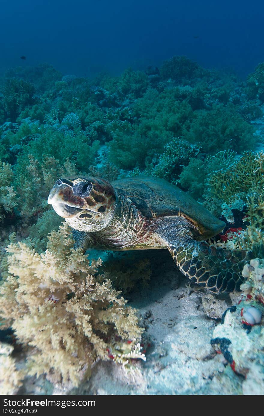 Hawksbill turtle (Eretmochelys imbricata), Endangered, swimming over the coral reef. Ras Mohammed national park. Red Sea, Egypt.