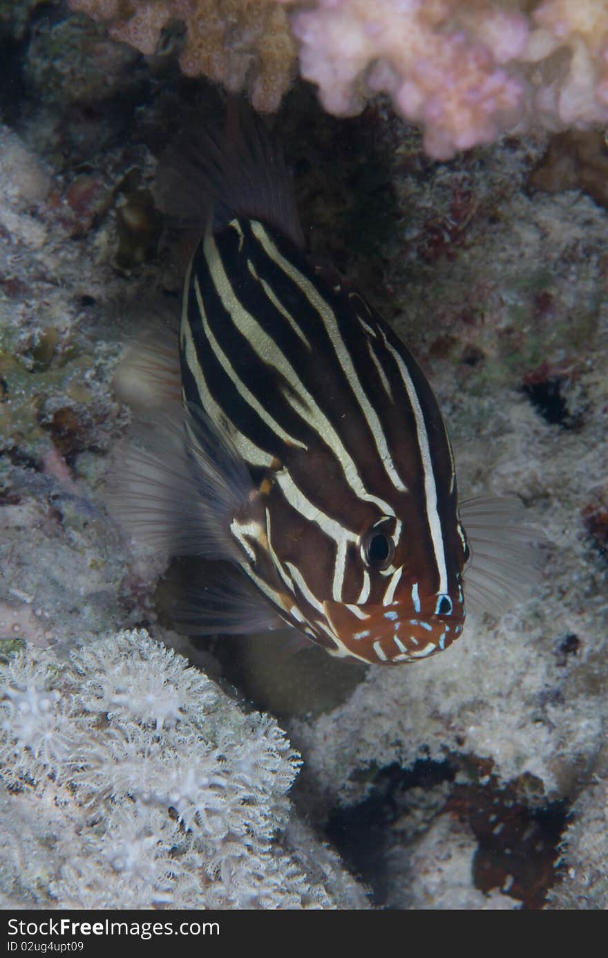 Sixstriped soapfish