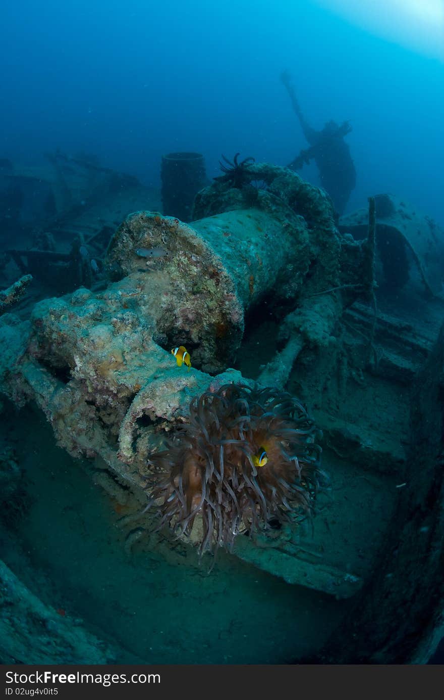 Marine life on Shipwreck