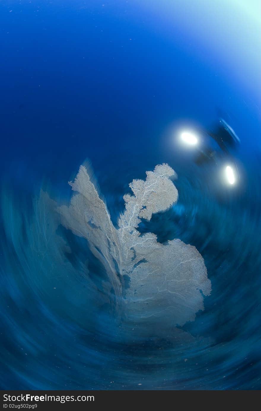 Motion blur shot of diving next to Fan coral. Blur achieived at image capture. Motion blur shot of diving next to Fan coral. Blur achieived at image capture.