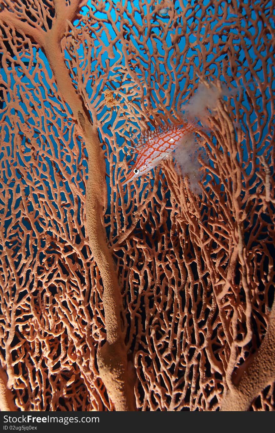 Longnose hawkfish (oxycirrhites typus) hiding in protection of a Giant sea fan (annella mollis). Gulf of Aqaba, Red Sea, Egypt.