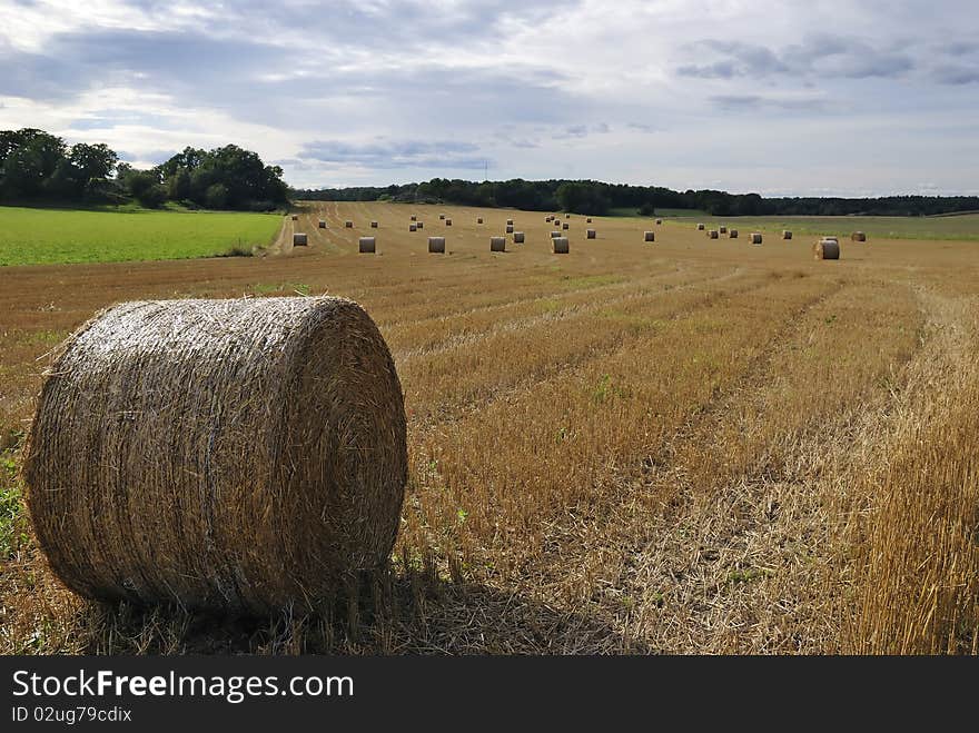 Rolls of straw on Swedish summer field