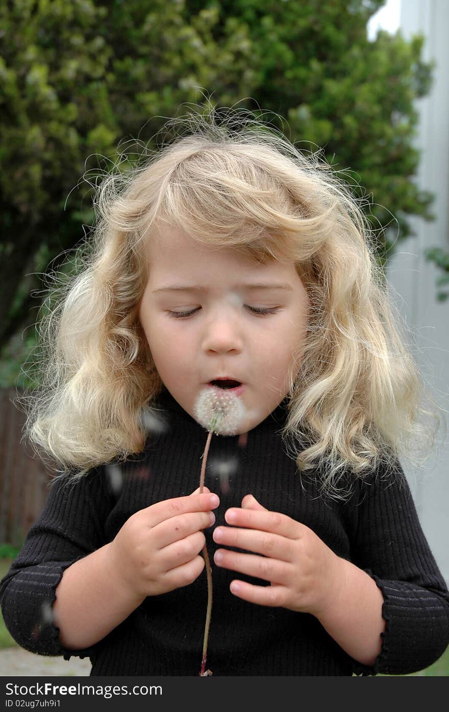 Three year old girl blowing on a dandelion puff and making a wish