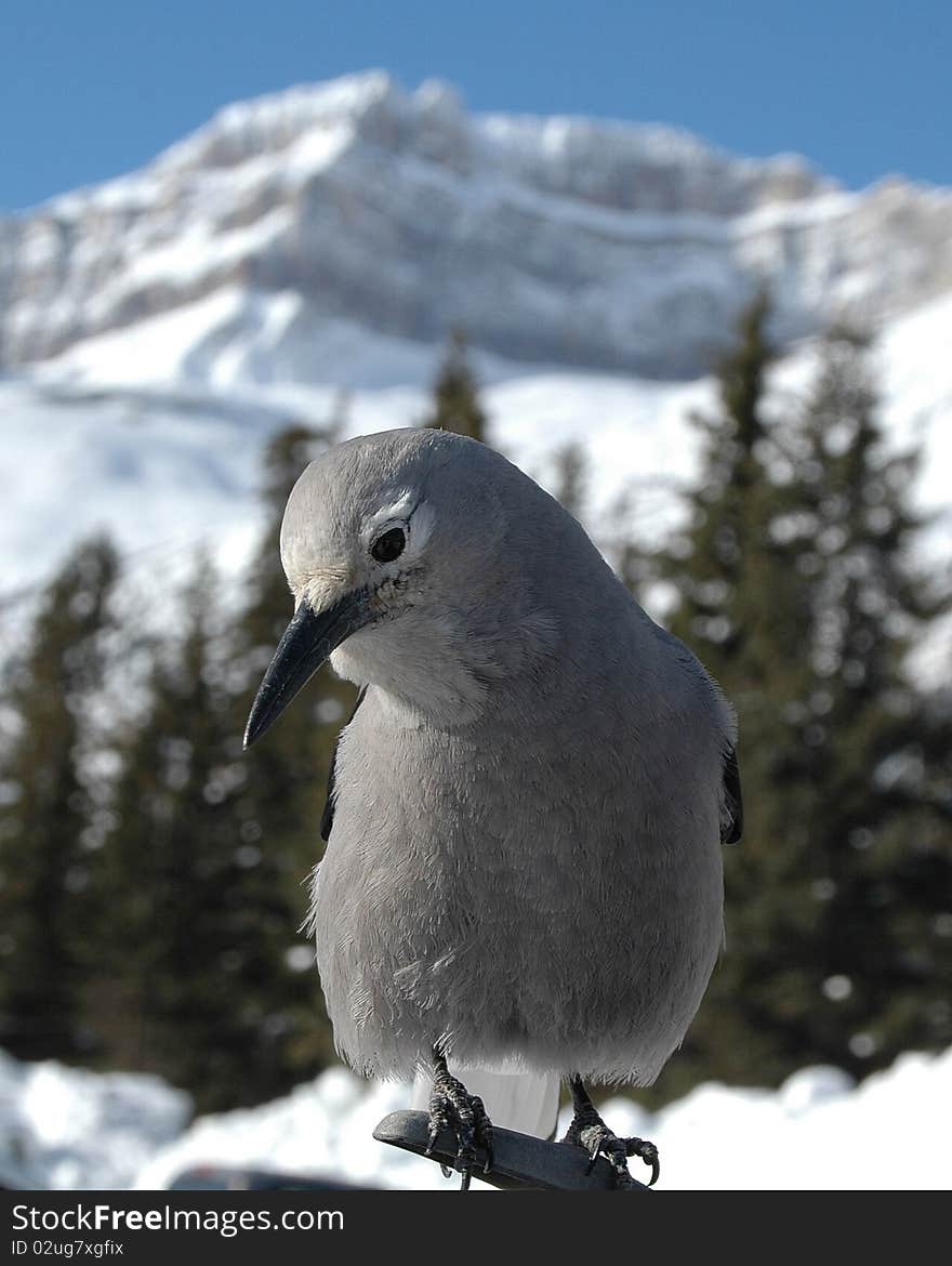 The Clark's Nutcracker is a very friendly bird and will more then likely feed from your hand. The Clark's Nutcracker is native to the Canadian Rockies and Boreal Forest.