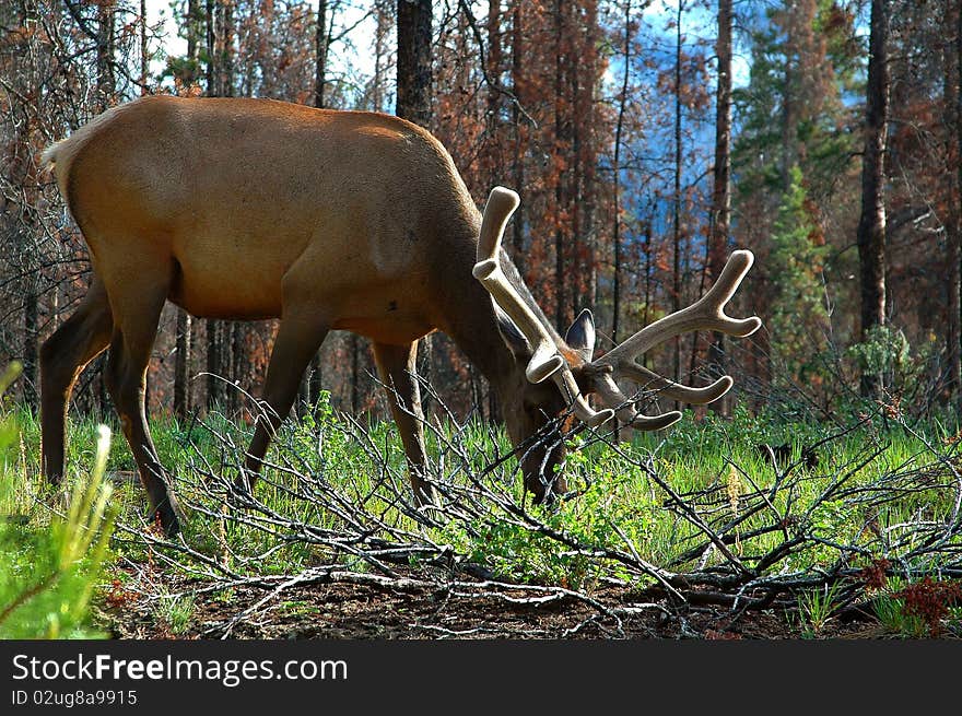 Elk In Spring