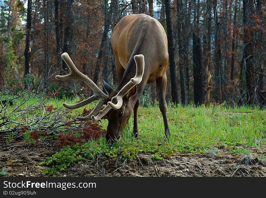 Elk with Valvet Rack