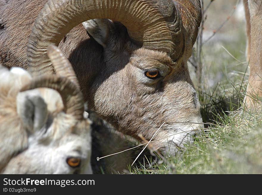 Bighorn Tight Portrait