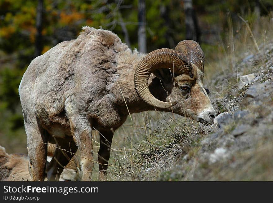 Bighorn Grazing in Spring