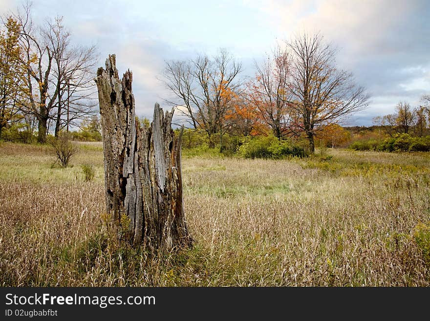 Meadow And Old Stump In Autumn, Near Point Betsie Michigan