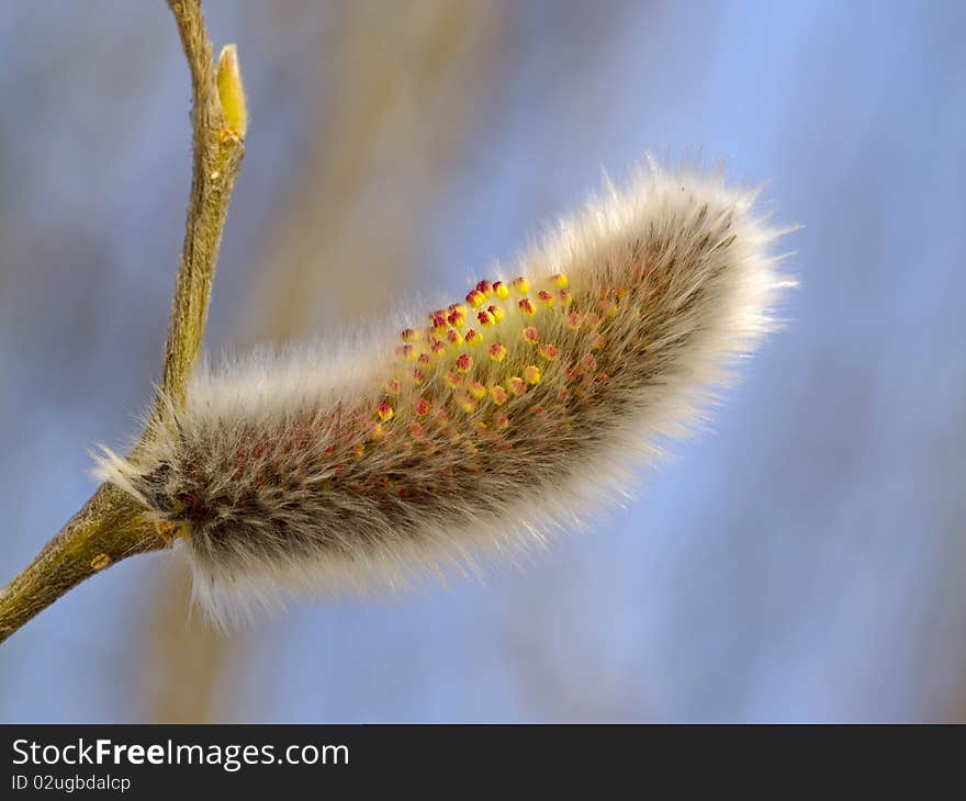 Willow flower