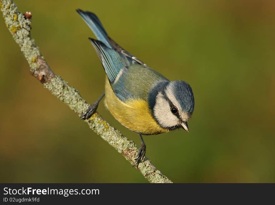 The blue tit (Cyanistes caeruleus)