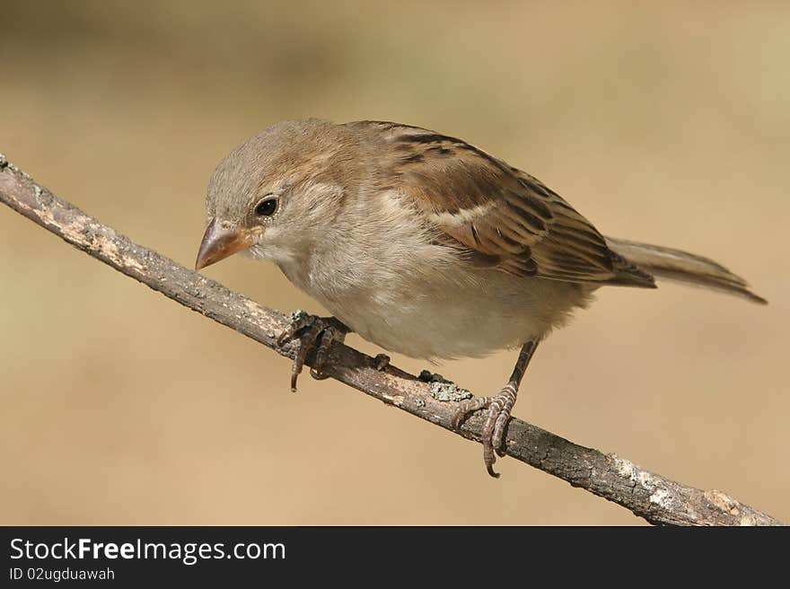 Sparrow (Passer domesticus)