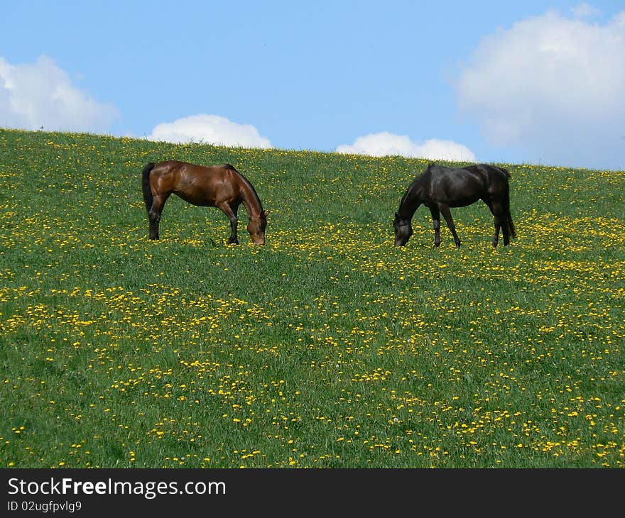 Horses