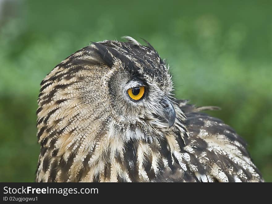 Profile from an eagle Owl.