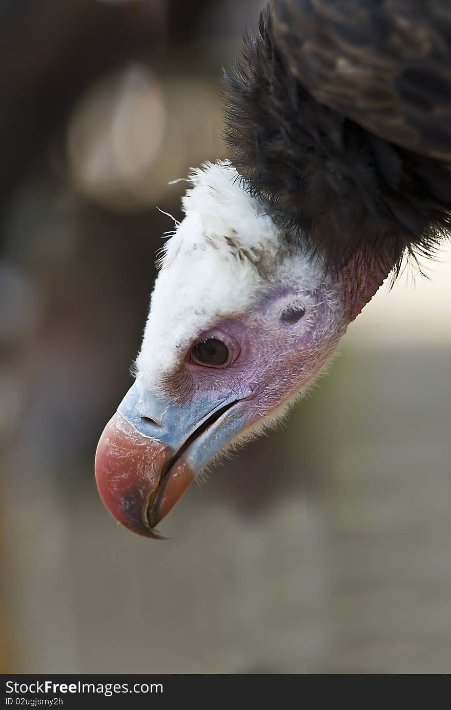 A closeup from the head of a vulture. A closeup from the head of a vulture.