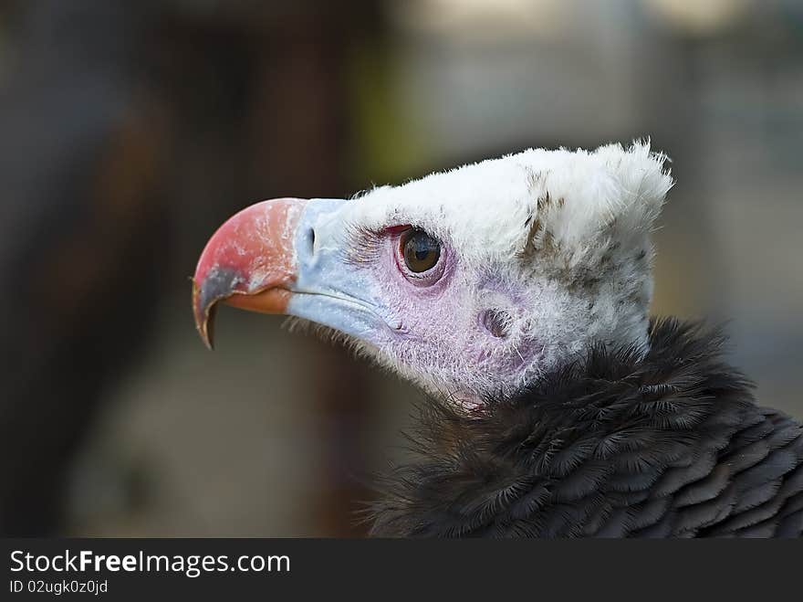 A colorful black vulture showing its red and blue beak. A colorful black vulture showing its red and blue beak.