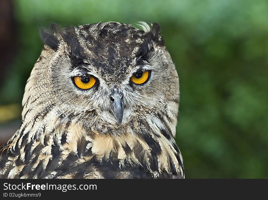 Closeup From An Eagle Owl.