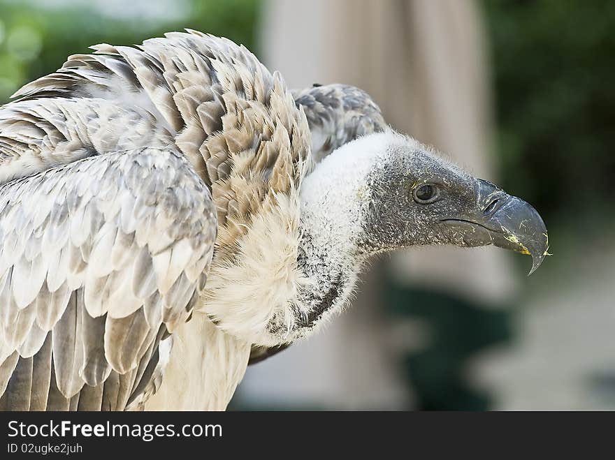 Closeup From A Griffon Vulture.