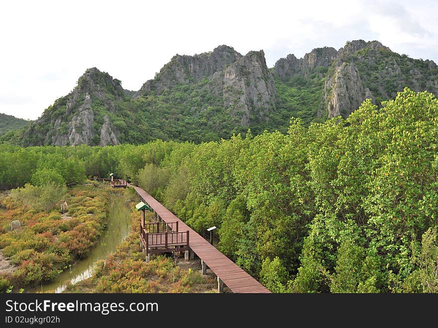 The walk into the forest behind the mountains. Boardwalk in the forest.