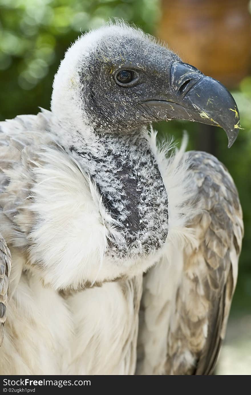 A closeup from a griffon vulture with food in its beak. A closeup from a griffon vulture with food in its beak.