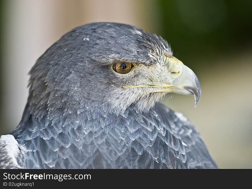 A closeup from an eagle head stopped on a branch. A closeup from an eagle head stopped on a branch.