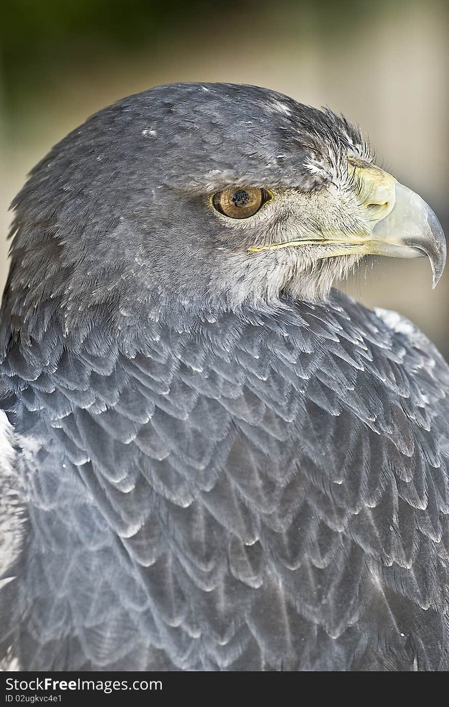 A closeup from an eagle showing its strong beak. A closeup from an eagle showing its strong beak.