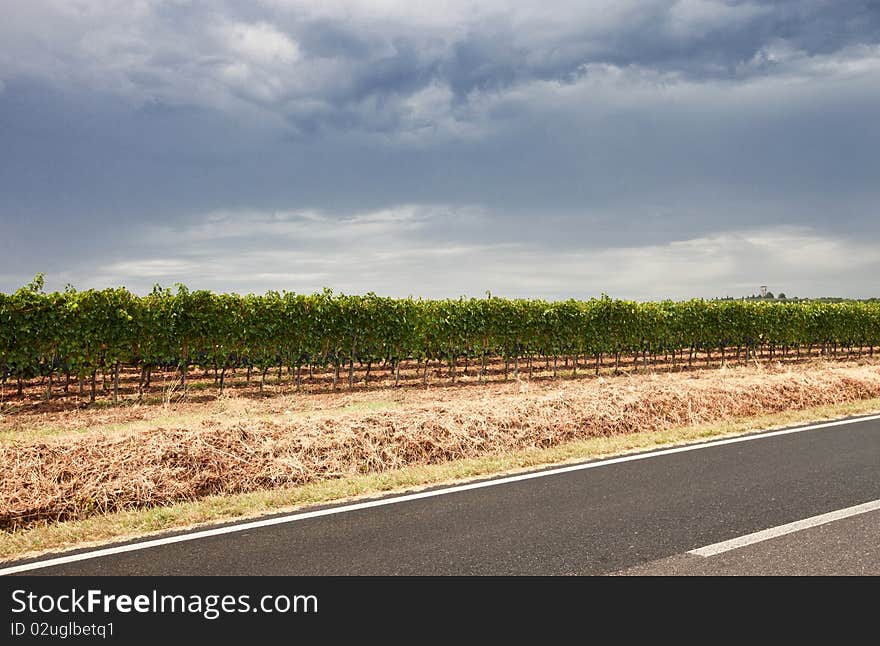 Typical road crossing the Tuscan vineyards. Typical road crossing the Tuscan vineyards.