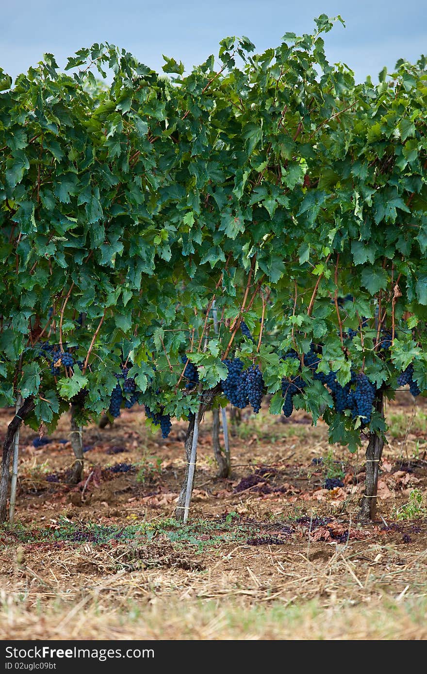 Typical Tuscan vineyards with grapes.