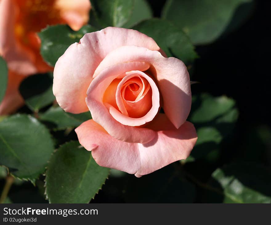 Rose in the garden of Stenly park in Vancouver