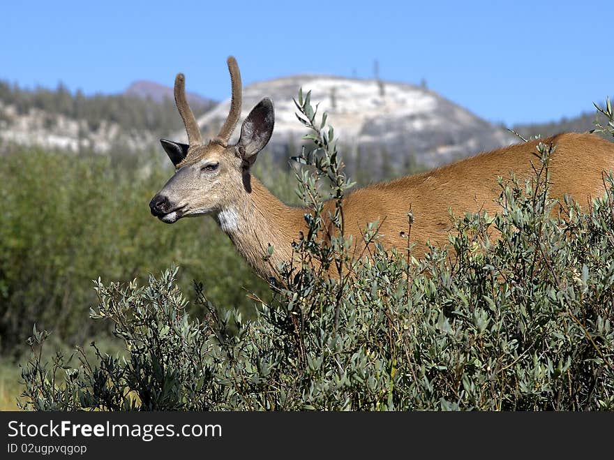 Spike Horn Deer