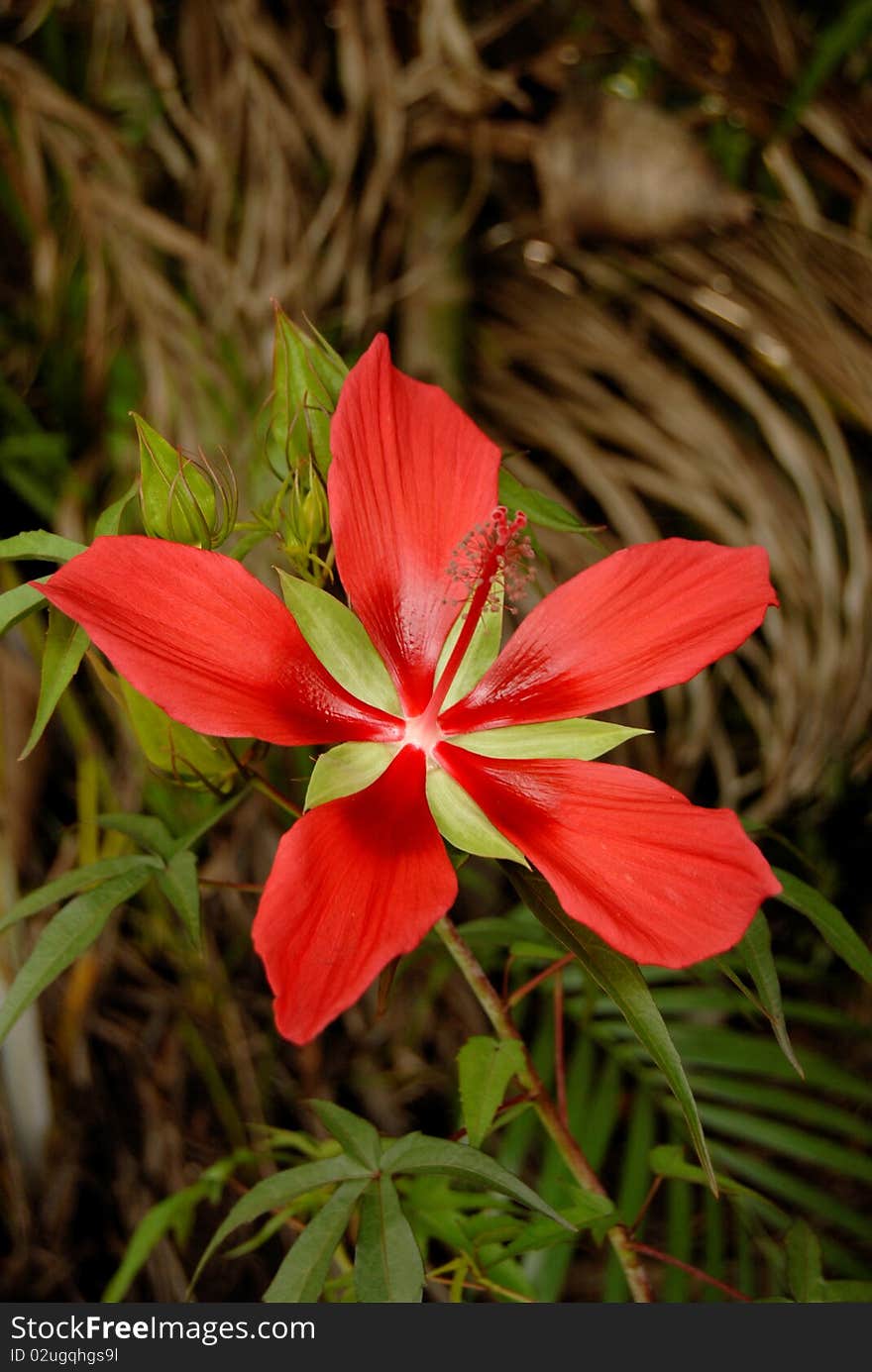 Scarlet Hibiscus Flower