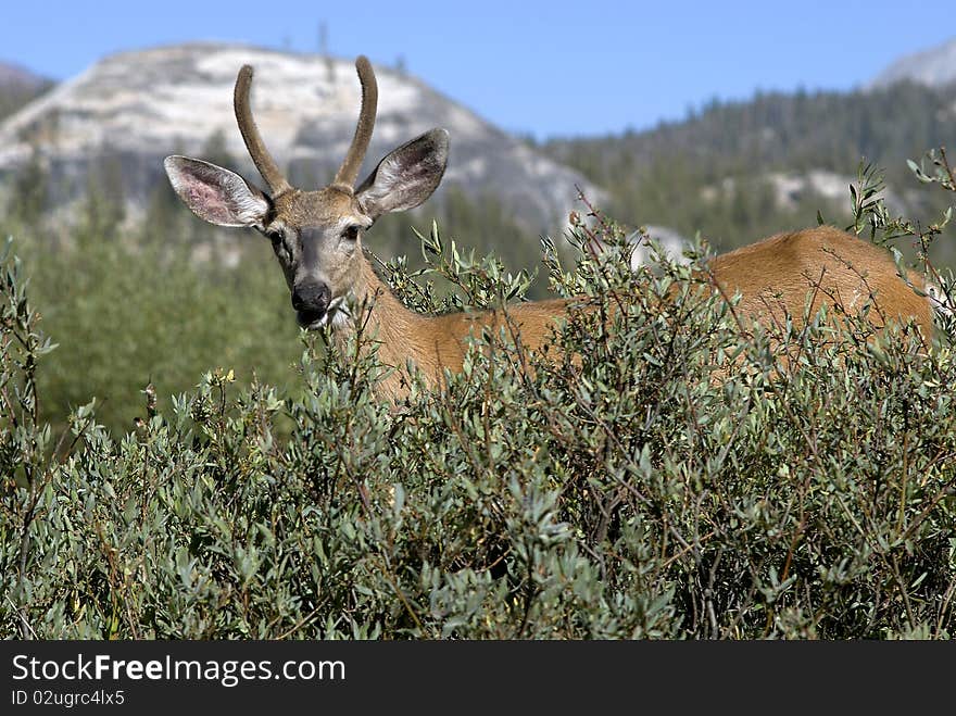 Spike Horn Deer