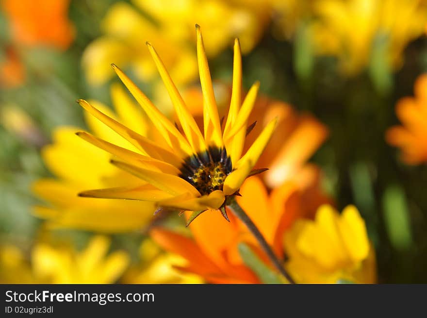 Daisy Spikes