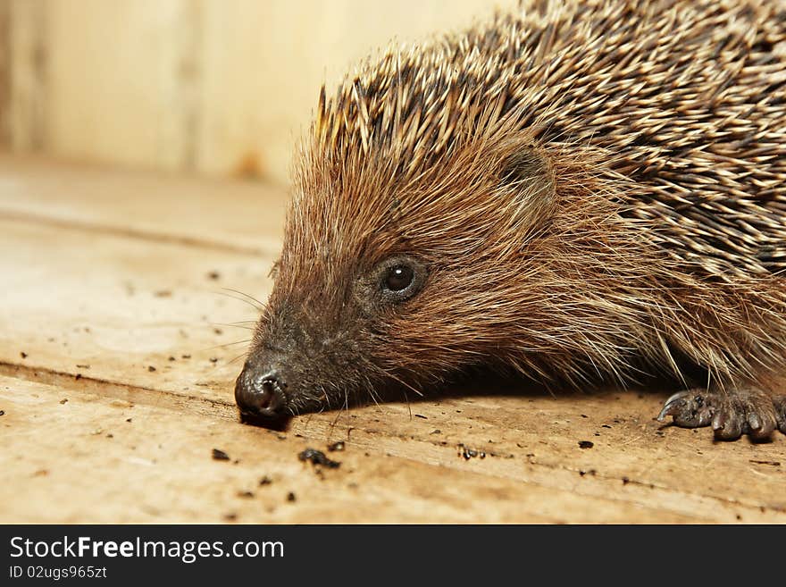 Hedgehog