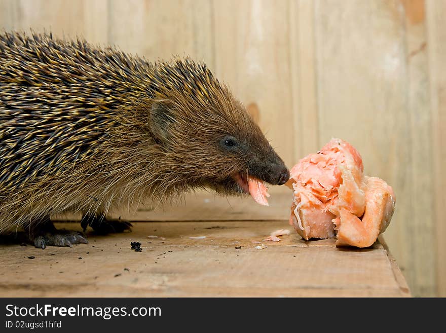 Hedgehog