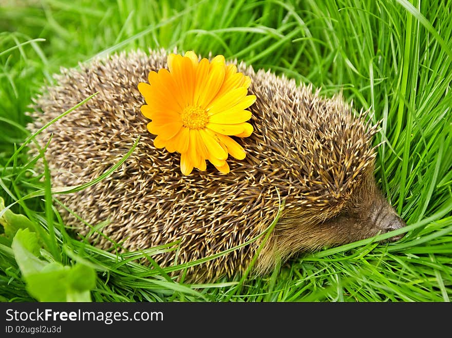 Hedgehog