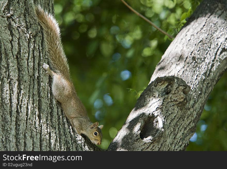 Squirrel