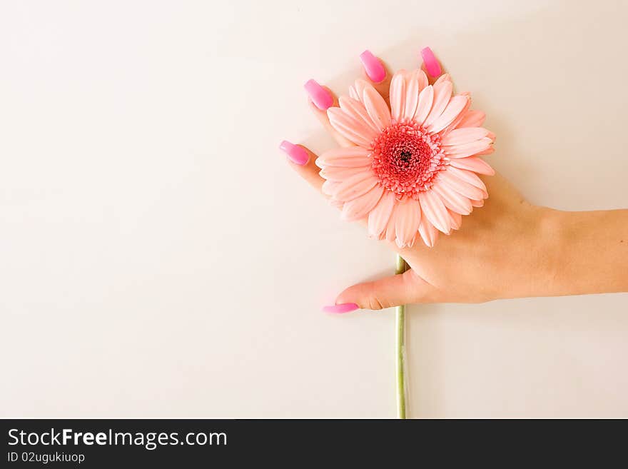 A beautiful pink flower with woman's hand