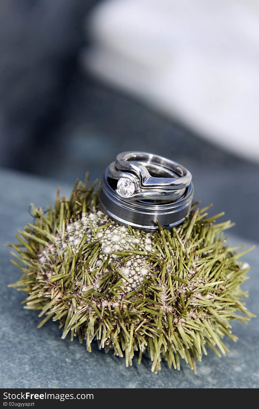 Sea Urchin Rings