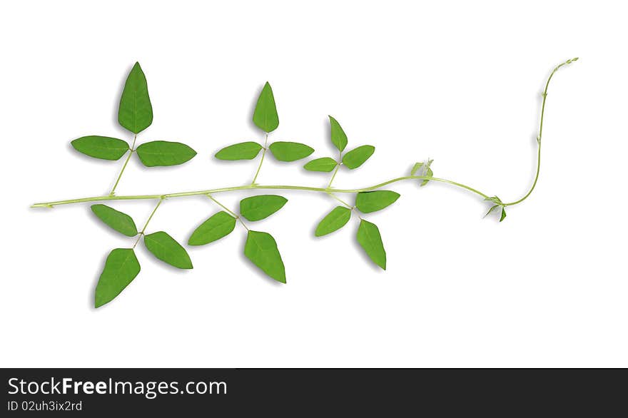 Green leaf on a white background