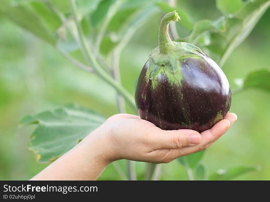 Eggplant on hand with plant backgrond