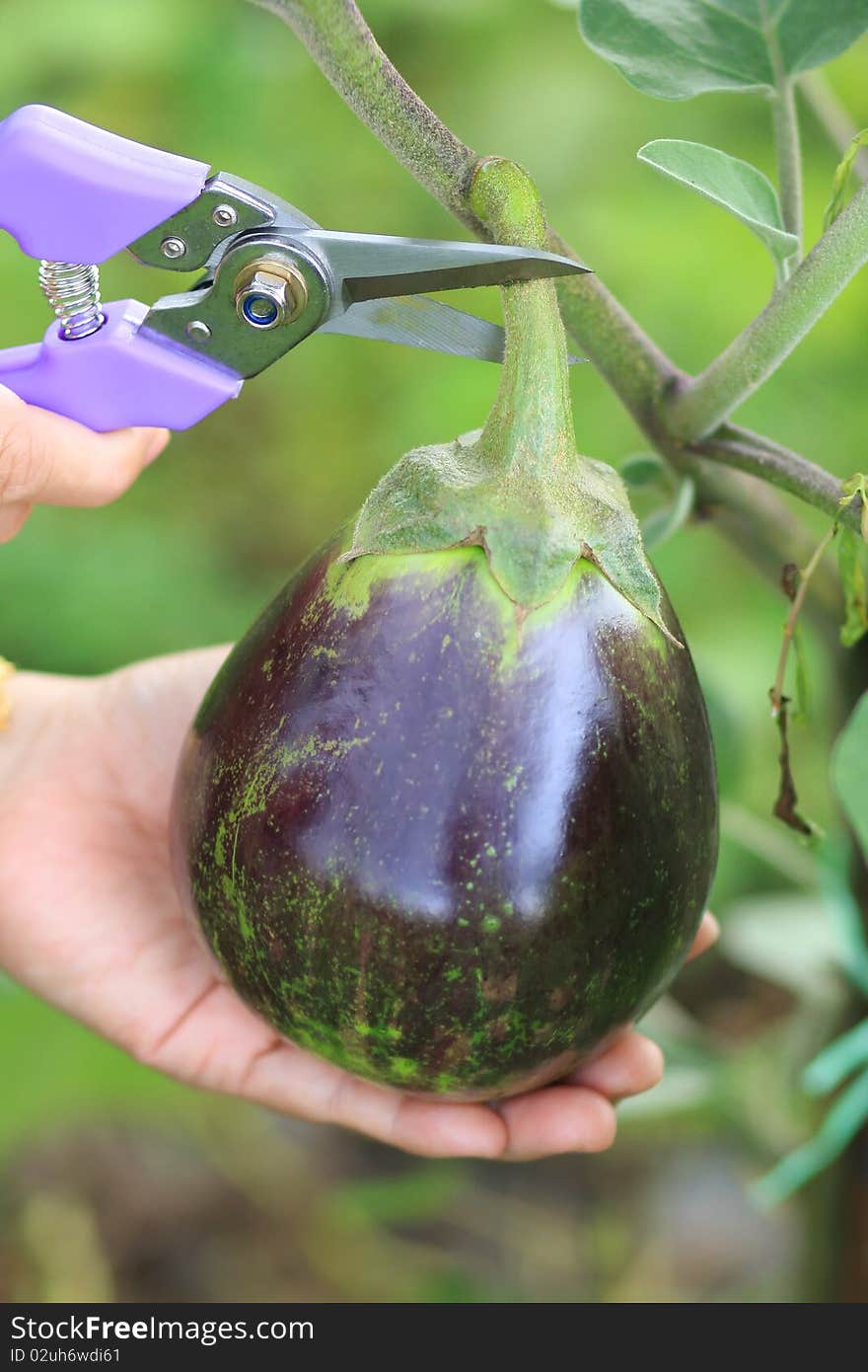 Fresh eggplant with hand and cutter