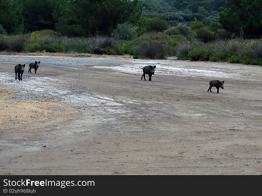 Thai pigs are walking in green forest. Thai pigs are walking in green forest