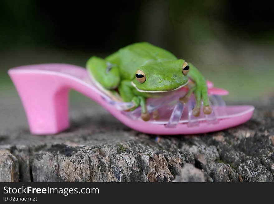 This White-lipped Tree Frog was a nice actor for this picture!. This White-lipped Tree Frog was a nice actor for this picture!