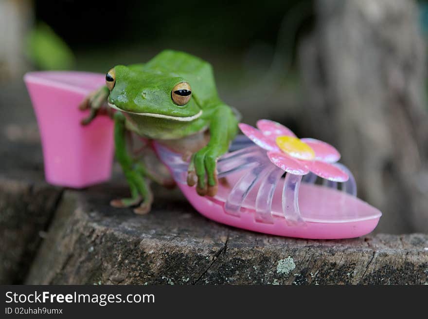 This White-lipped Tree Frog was a nice actor for this picture!