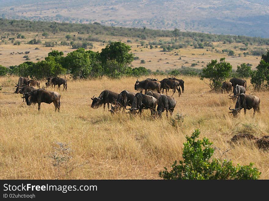 Kenya s Maasai Mara Animal Migration