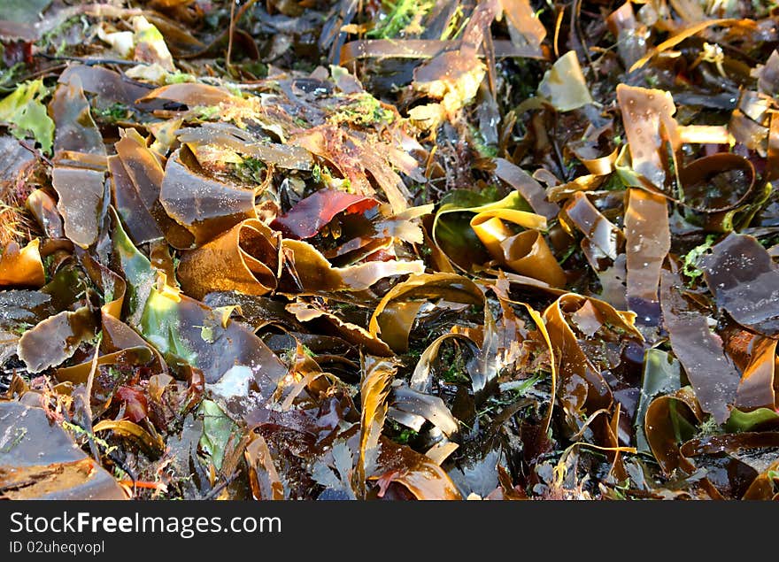 Seaweed Background