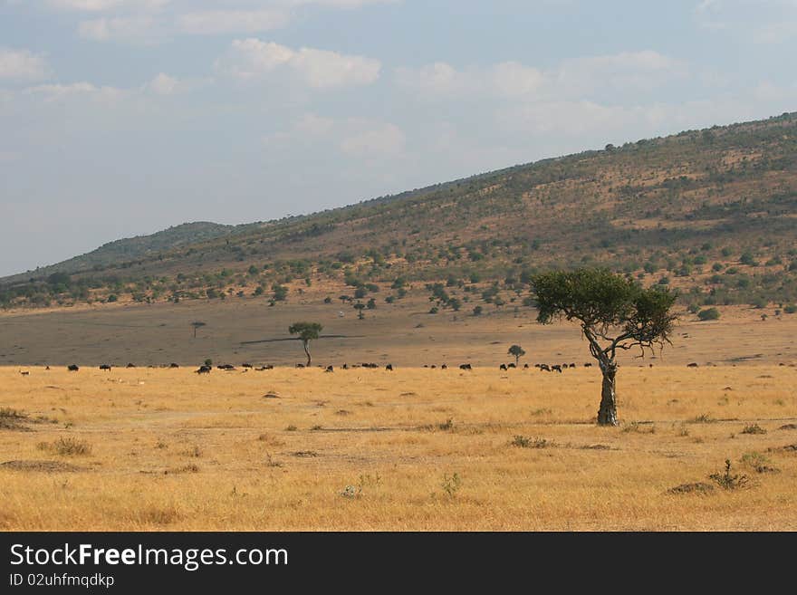 Kenya S Maasai Mara Animal Migration